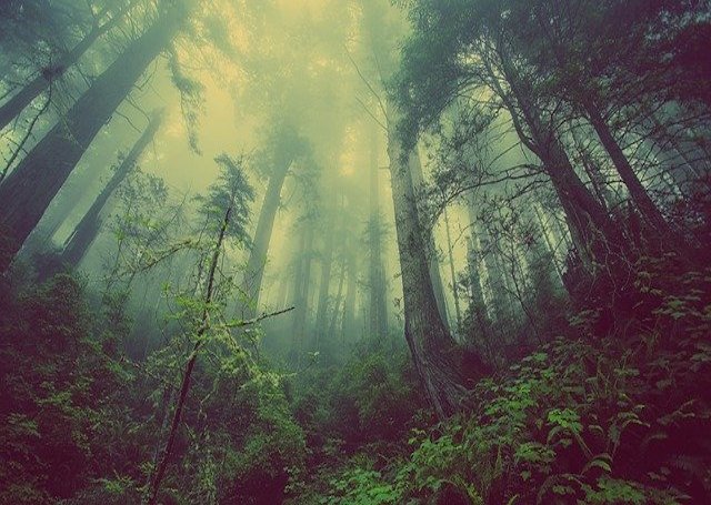 Build a Random Forest in Python
